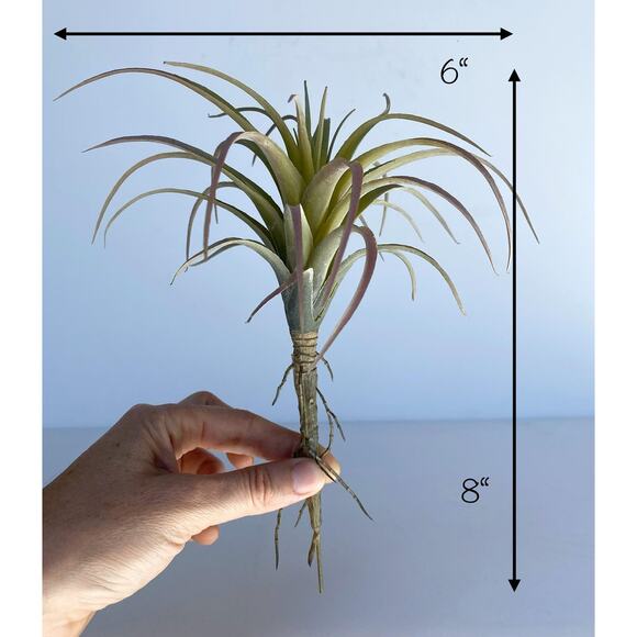 Artificial Air Plant - large Faux Air Plant Pick, Tillandsia Lonantha - Picture 6 of 6